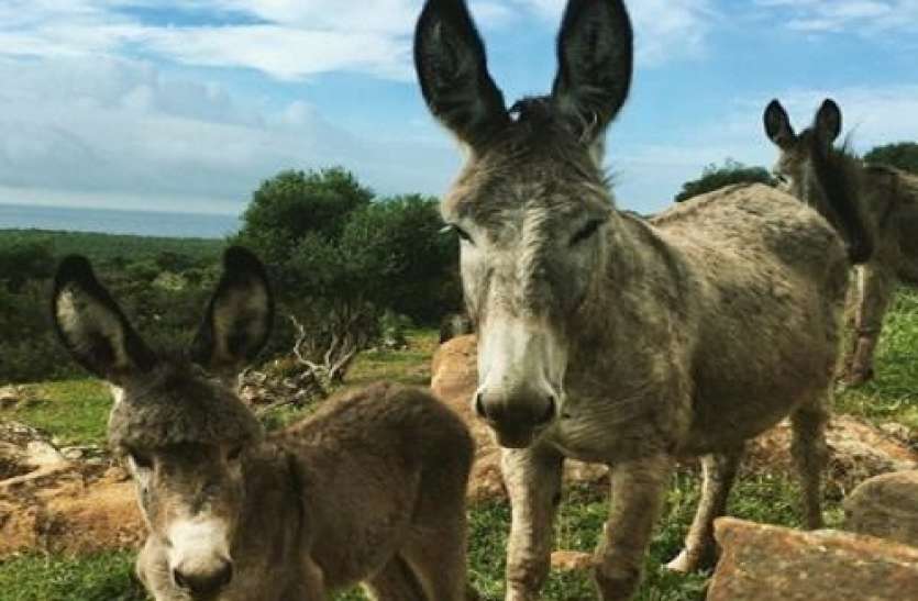 Donkey meat demand इस राज्य में गधों पर मंडराया खतरा, जानिए लोगों से क्यों डर रहा ये जानवर