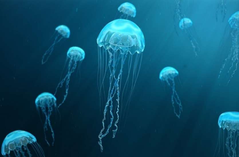 jellyfish बहुत ही खतरनाक है ये जानवर, पलभर में सुला सकता है मौत की नींद