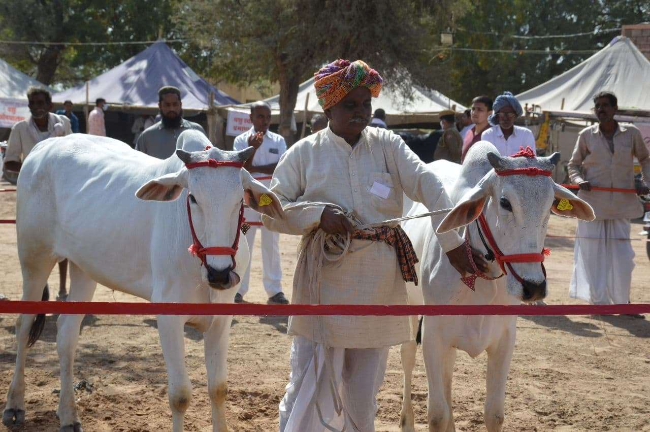 cattle fair Nagaur