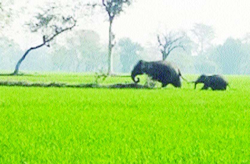 महासमुंद से पहुंचे हाथी ने रायगढ़ में वृद्धा को कुचला महासमुंद से पहुंचे हाथी ने रायगढ़ में वृद्धा को कुचला