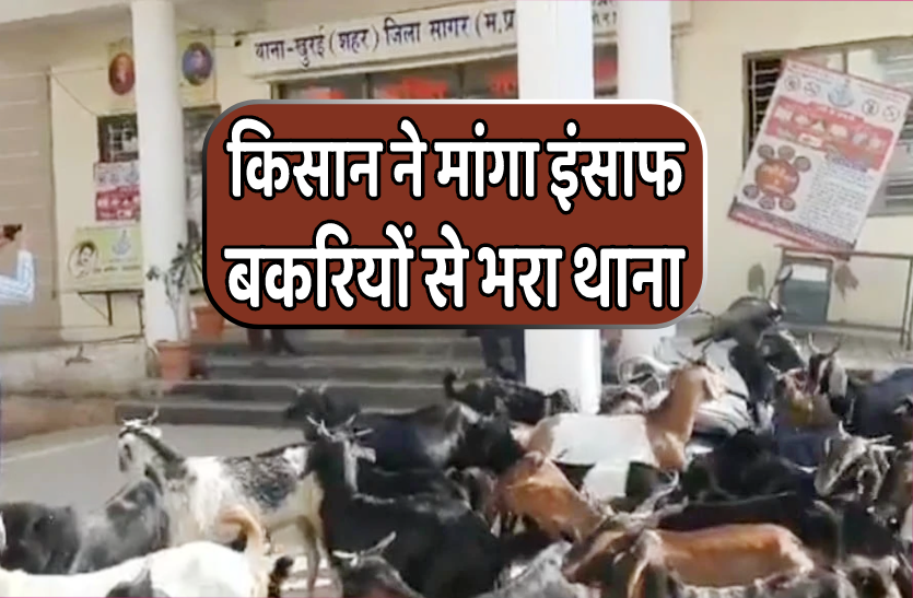 sagar.png दर्जनों बकरियों को थाने लेकर पहुंचा किसान, बोला- साहब इन्हें बंद कर दो