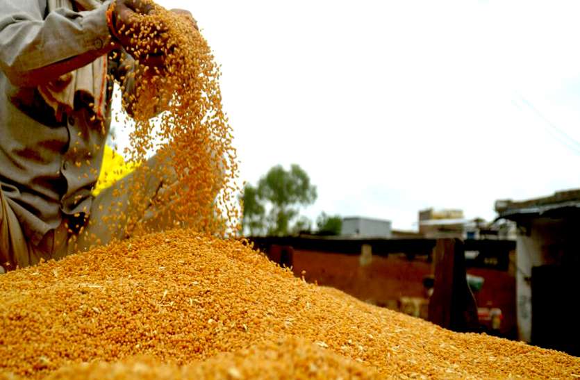 गोदाम मालिक, वन समिति व स्वसहायता समूह भी चला सकेंगे इस बार खरीद केंद्र गोदाम मालिक, वन समिति व स्वसहायता समूह भी चला सकेंगे इस बार खरीद केंद्र