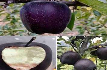 black diamond apple black diamond apple
