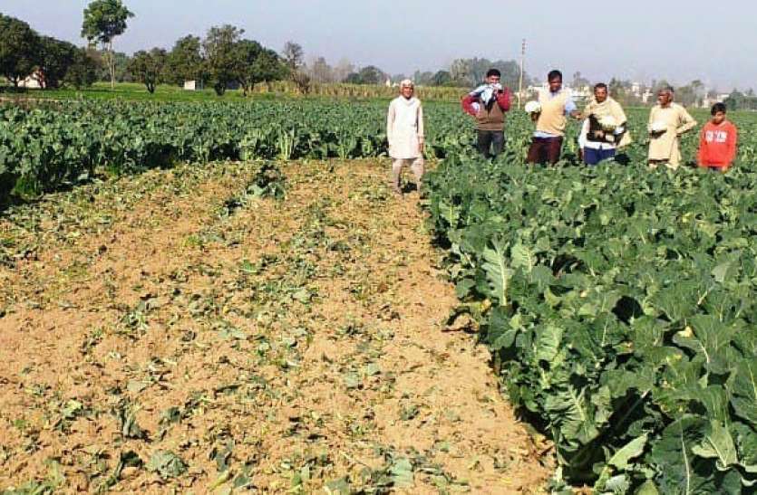 kisan-1.jpg सस्ती हुई सब्जी तो लागत नहीं मिलने से परेशान किसान ने जोत दिया 17 बीघा गाेभी का खेत
