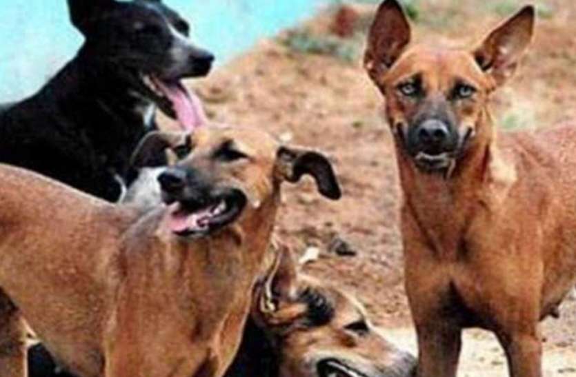 यूपी में एक और वायरस ने दी दस्तक, आंतें सड़ने से हुई कई जानवरों की मौत, बेहद खतरनाक है यह संक्रमण यूपी में एक और वायरस ने दी दस्तक, आंतें सड़ने से हुई कई जानवरों की मौत, बेहद खतरनाक है यह संक्रमण