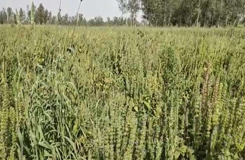 चाइना-अमेरिका नहीं अब बाराबंकी में ही उग रही चिया सीड, रिटायर्ड फौजी हरिश्चंद्र की मेहनत को पीएम मोदी ने सराहा चाइना-अमेरिका नहीं अब बाराबंकी में ही उग रही चिया सीड, रिटायर्ड फौजी हरिश्चंद्र की मेहनत को पीएम मोदी ने सराहा