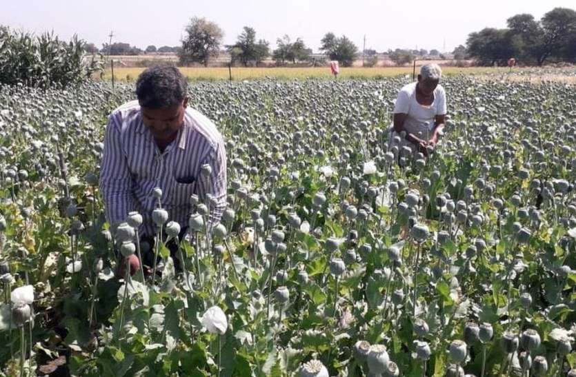 मौसम परिवर्तन के साथ ही औसत पर घिरने लगे संकट के बादल मौसम परिवर्तन के साथ ही औसत पर घिरने लगे संकट के बादल