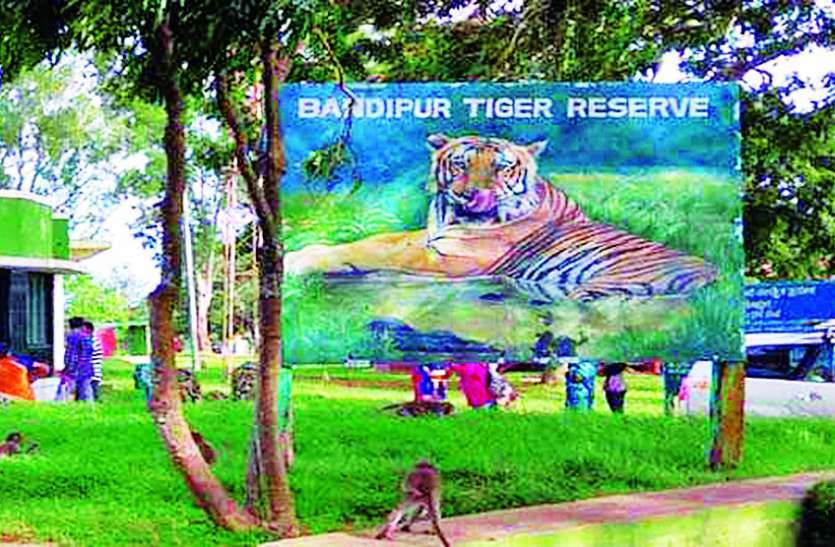 tigress caught in bandipur tiger reserve बंडीपुर टाइगर रिजर्व में पकड़ी गई घायल बाघिन