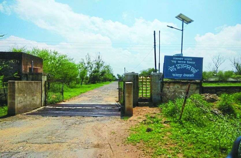 पत्रिका की खबर का बड़ा असर: बंद नहीं होगा एशिया का सबसे बड़ा भेड़ प्रजनन केन्द्र पत्रिका की खबर का बड़ा असर: बंद नहीं होगा एशिया का सबसे बड़ा भेड़ प्रजनन केन्द्र
