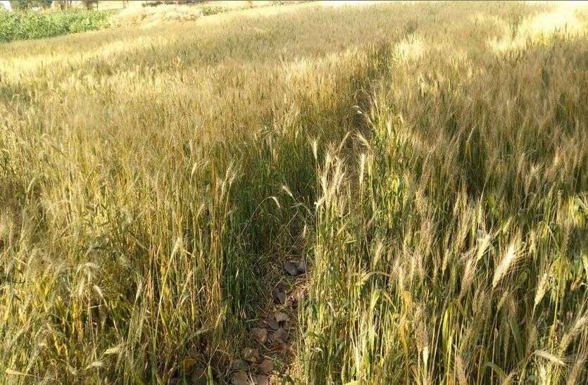 बढ़ते तापमान ने बढ़ाई किसानों की चिंता, कृषि विभाग ने दी फसलों के बचाव की सलाह बढ़ते तापमान ने बढ़ाई किसानों की चिंता, कृषि विभाग ने दी फसलों के बचाव की सलाह