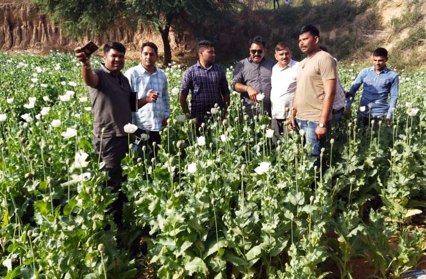 जिला प्रशासन ने पटवारी और ग्राम विकास अधिकारी से पूछा सवाल- सरकारी भूमि पर कैसी हुई अफीम की खेती जिला प्रशासन ने पटवारी और ग्राम विकास अधिकारी से पूछा सवाल- सरकारी भूमि पर कैसी हुई अफीम की खेती