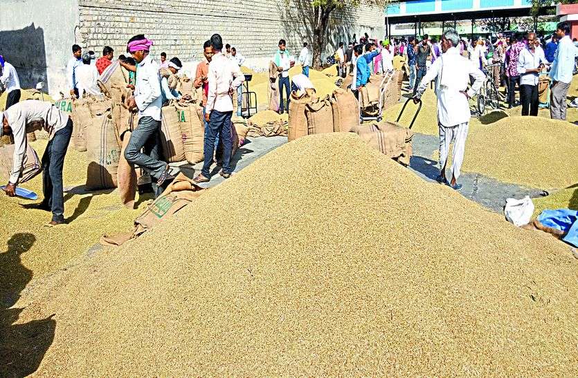 ramganjmandi, kota 25 हजार बोरी धनिया आवक, रेकार्ड से अभी दूर....