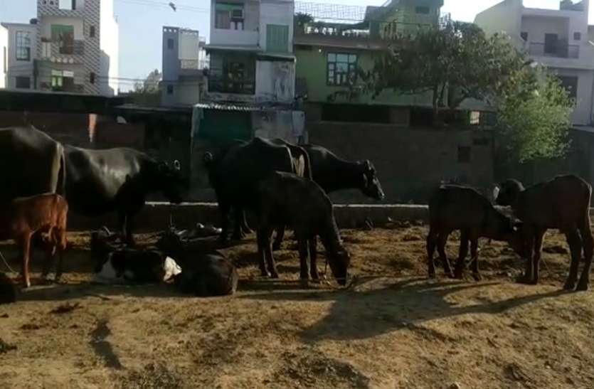 meerut.jpg हाईकोर्ट के आदेश के बावजूद महानगर बना भैंसों का तबेला, बेपरवाह अधिकारी