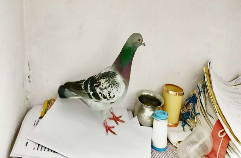 Rajasthan Police Caught Suspicious Pigeon Near Behror Alwar राजस्थान पुलिस ने 'विदेशी कबूतर' को थाने में बंद किया, पैरों पर विदेशी भाषा में लिखा सन्देश