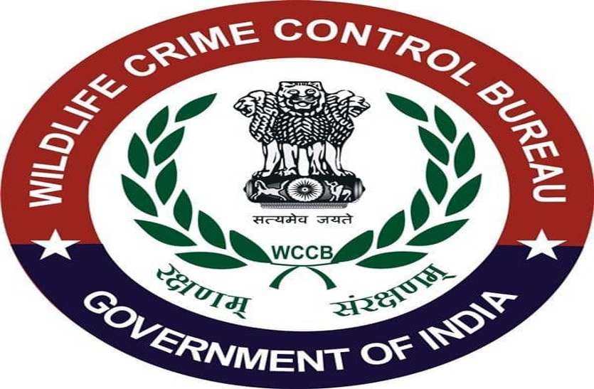 wccb वन्यप्राणी शिकार के देश में सर्वाधिक 27 मामलों का डब्ल्यूसीसीबी मध्यक्षेत्र ने किया खुलासा