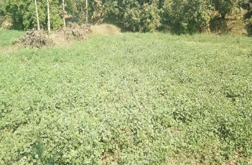 रबी की फसलें पकने से पहले ही तोडऩे लगी दम रबी की फसलें पकने से पहले ही तोड़ने लगी दम