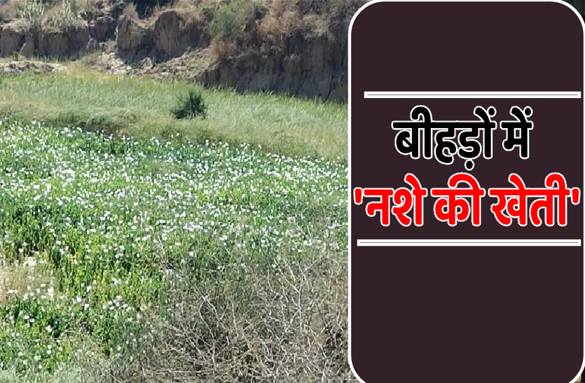 beehad.png बीहड़ों के बीच अफीम की खेती, करीब 10 करोड़ रुपए की अफीम जब्त