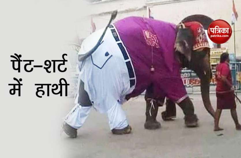 elephant in pant shirt पैंट-शर्ट पहन सड़क पर निकला हाथी राजा, फटी जींस के कारण हो गया ट्रोल