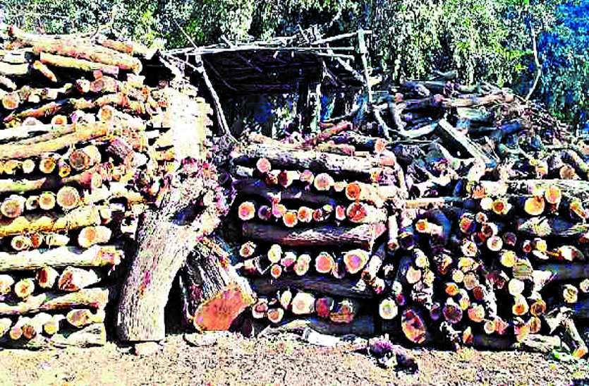 राजनांदगांव में फॉरेस्ट विभाग की ताबड़तोड़ कार्रवाई, वैध अभिलेख नहीं, दर्जनभर आरा मिल सील, काष्ठ भी जब्त राजनांदगांव में फॉरेस्ट विभाग की ताबड़तोड़ कार्रवाई, वैध अभिलेख नहीं, दर्जनभर आरा मिल सील, काष्ठ भी जब्त