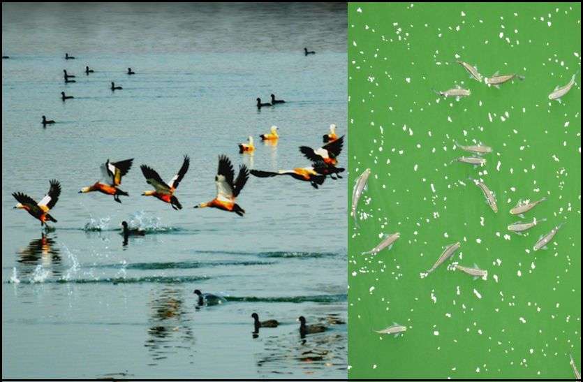 Fish and birds play in the backwaters of Narmada पक्षी और मछलियों की अठखेलियां कर रही आनंदित