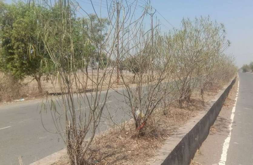 Plants placed on dividers drying in front of forest depots वन डिपों के सामने ही सूख रहे डिवाइडरों पर लगे पौधें