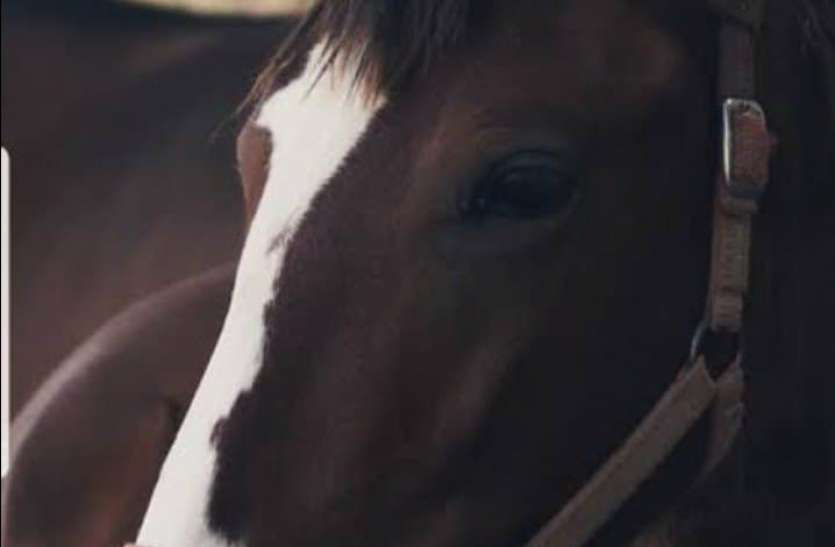 horse.jpg एक शख्स घोड़े से जाना चाहता है ऑफिस, कलेक्टर को पत्र लिखकर मांगी अनुमति, जानिए पूरा माजरा