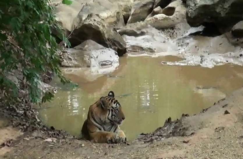 Wildlife Wildlife की प्यास बुझाने के इंतजाम में जुटा वन विभाग