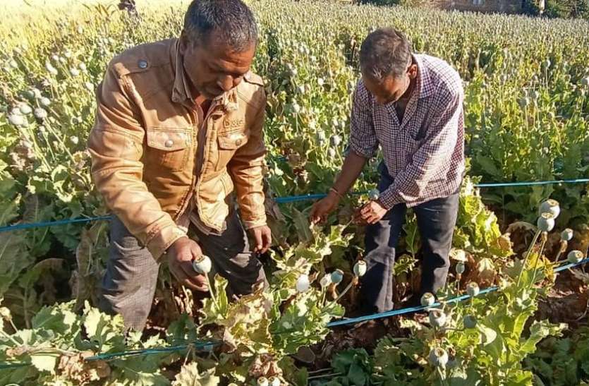 सूखले लगे डोडे, नहीं लगाया चीरा सूखले लगे डोडे, नहीं लगाया चीरा
