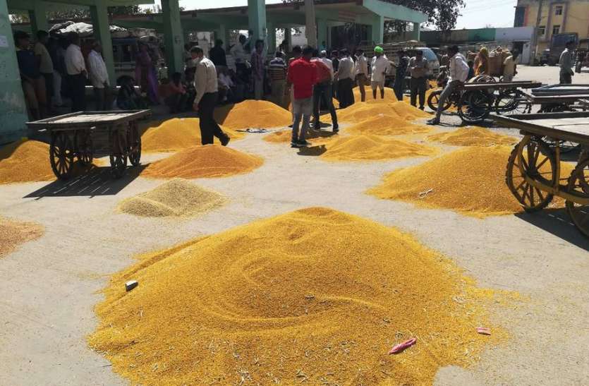 मंडी में आवक कम, भाव बढऩे का इंतजार मंडी में आवक कम, भाव बढऩे का इंतजार