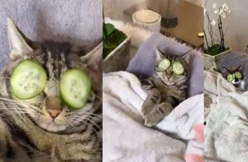 Cat Video : पति के साथ स्पा ले रही थी बिल्ली, महिला ने की ऐसी हरकत, बिल्ली ने मारा झपट्टा