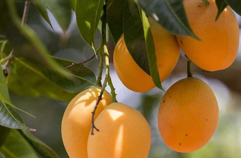 King of fruits mango will not be deprived, How much can be cheaper इस साल फलो के राजा आम से नहीं रहेगा कोई महरूम, जानिए कितना हो सकता सस्ता