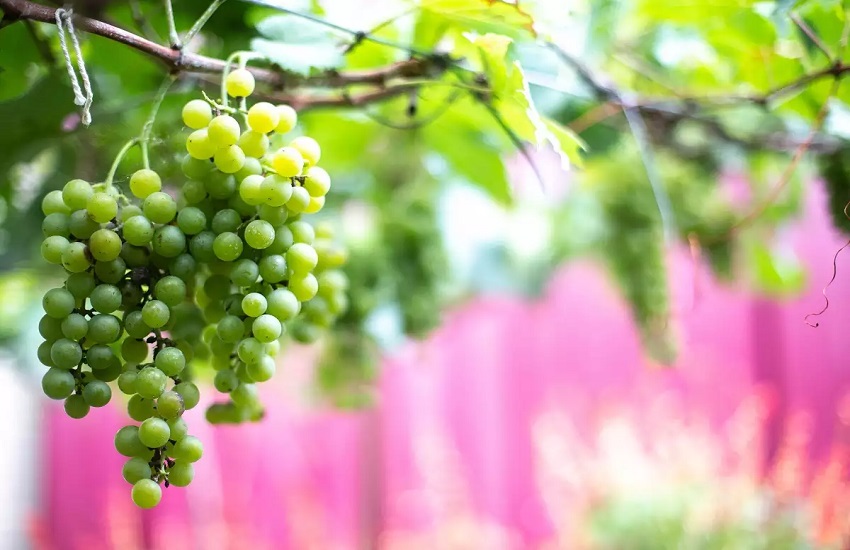 what-color-grapes-are-beneficial-in-pregnancy