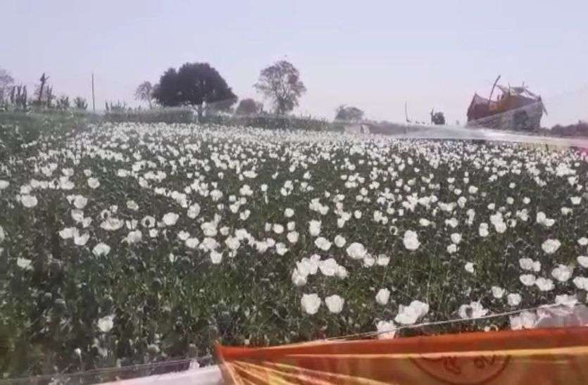 अवैध अफीम खेती पर चीरा लगने के तैयारी अभी तक नहीं हुई टीम की जांच पूरी अवैध अफीम खेती पर चीरा लगने के तैयारी अभी तक नहीं हुई टीम की जांच पूरी