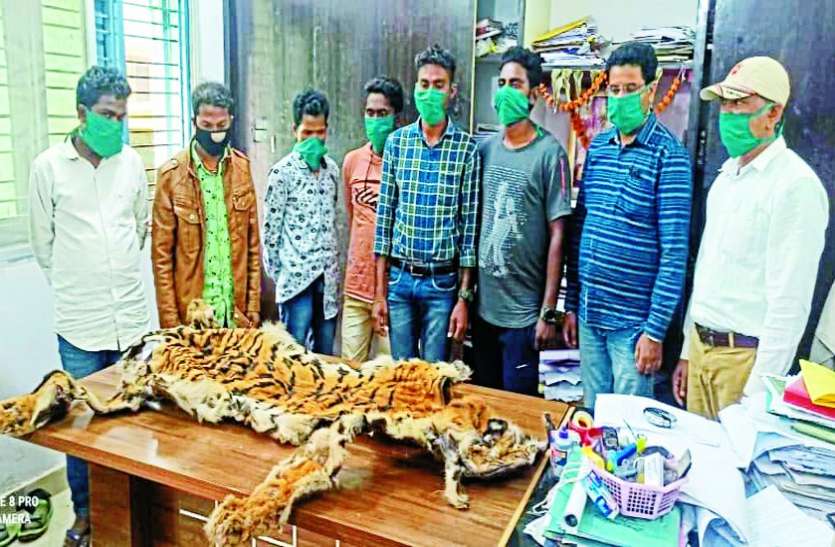 शिवरात्रि पर तांत्रिक पूजा करने 5 पुलिस और 2 स्वास्थ्य कर्मियों ने मंगाई बाघ की खाल शिवरात्रि पर तांत्रिक पूजा करने 5 पुलिस और 2 स्वास्थ्य कर्मियों ने मंगाई बाघ की खाल