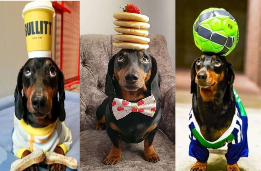 unique dog इस कुत्ते में है अनोखा टैलेंट, सिर पर कुछ भी कर सकता है बैलेंस