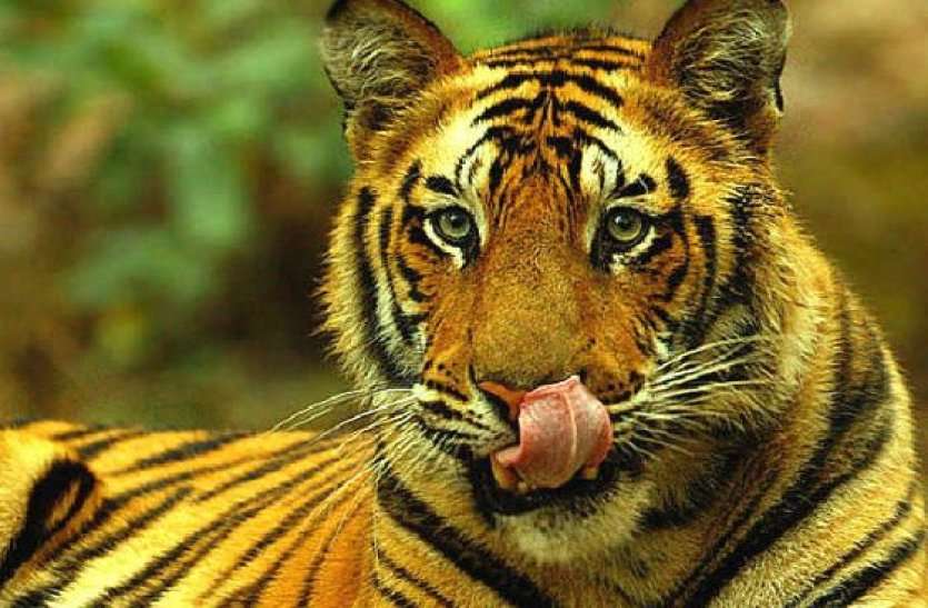 Sariska News: Tiger Rana Sanga Ruled Sariska Jungle Before 2005 सरिस्का में 2005 से पूर्व बाघ राणा सांगा का था राज, चोट के निशान से पड़ा यह नाम, दहाड़ सुनकर घबरा जाते थे वन्यजीव