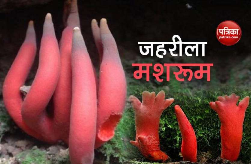 poisonous mushroom ये है दुनिया का सबसे जहरीला मशरूम, छूने मात्र से हो जाएंगे बीमार