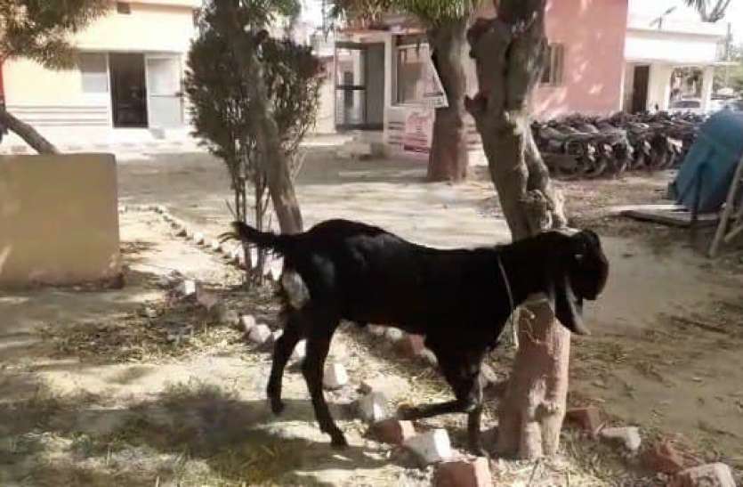 goat.jpg मजदूर किसान से हथियारों के बल पर बकरा लूटकर बदमाश फरार