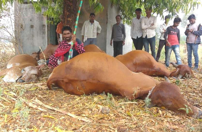 Video: 6 people die after celestial lightning strikes people वीडियो : आकाशीय बिजली गिरी तो घबरा गए लोग, 6 मवेशियों की मौत
