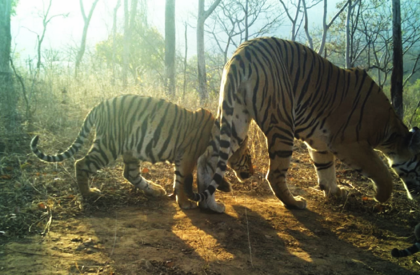 tiger state mp खुशखबरीः पन्ना टाइगर रिजर्व के नए मेहमान, बाघिन ने जन्मे चार शावक