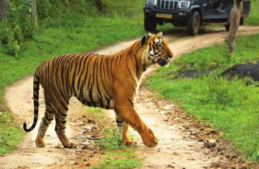dumna tiger safari jabalpur news in hindi डुमना की टाइगर सफारी पर बड़ी खबर, खतरे में पड़ जाएगा वन्य जीवन