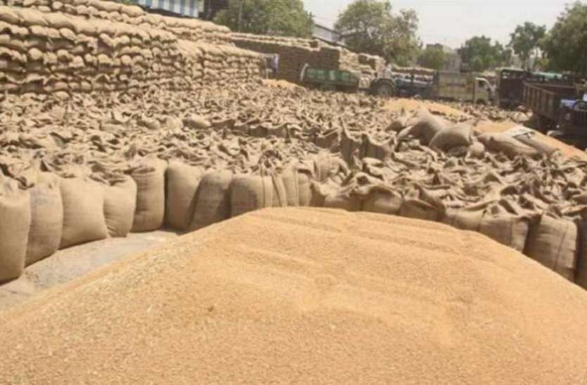 Purchased wheat in MP: mixing old and non-standard new wheat एमपी में गेहूं खरीदी: नए में पुराना और अमानक गेहूं मिलाने का खेल