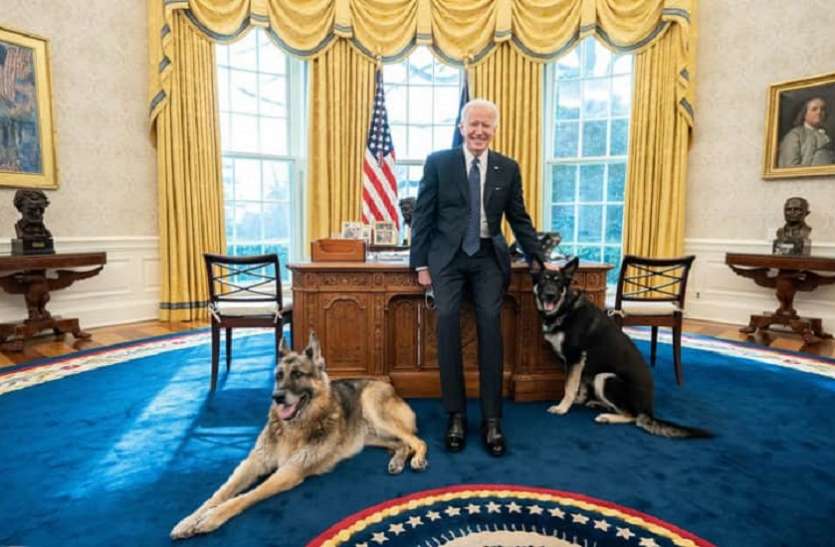 Joe Biden's dog अमेरिकी राष्ट्रपति जो बाइडेन के कुत्ते से परेशान हुए कर्मचारी, दो लोगों पर कर चुका है हमला