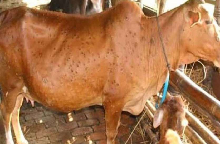 कोरोना वायरस के बाद एक और एलएसडी बीमारी ने दी दस्तक, मवेशियों में फैल रहा संक्रमण, जानें क्या है लक्षण कोरोना वायरस के बाद एक और बीमारी ने दी दस्तक, मवेशियों में फैल रहा एलएसडी का संक्रमण, जानें क्या है लक्षण