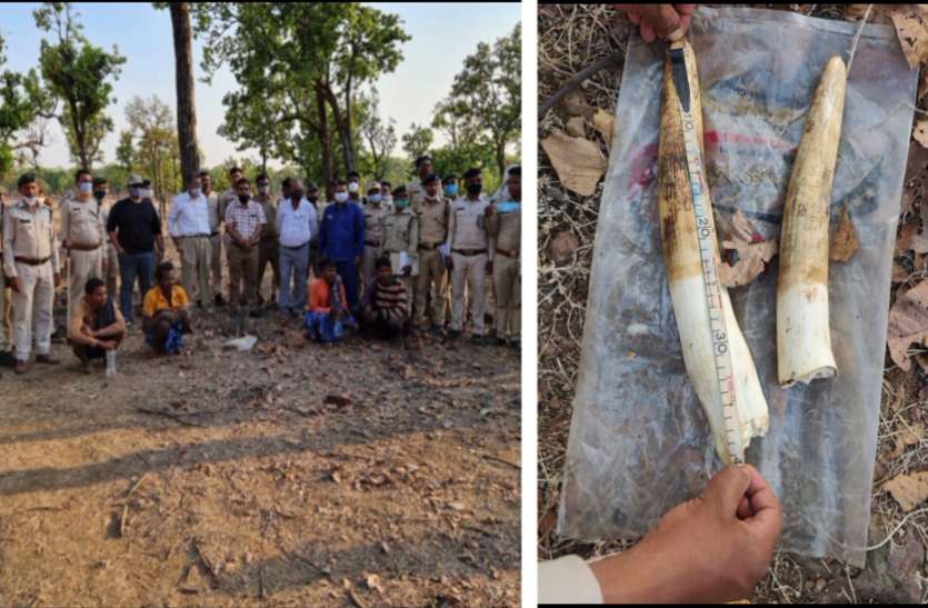 पहाड़ से गिरकर हाथी की मौत के बाद दोनों दांत काटकर ले गए थे आरोपी, मैनपाट से 3 गिरफ्तार पहाड़ से गिरकर हाथी की मौत के बाद दोनों दांत काटकर ले गए थे आरोपी, मैनपाट से 3 गिरफ्तार