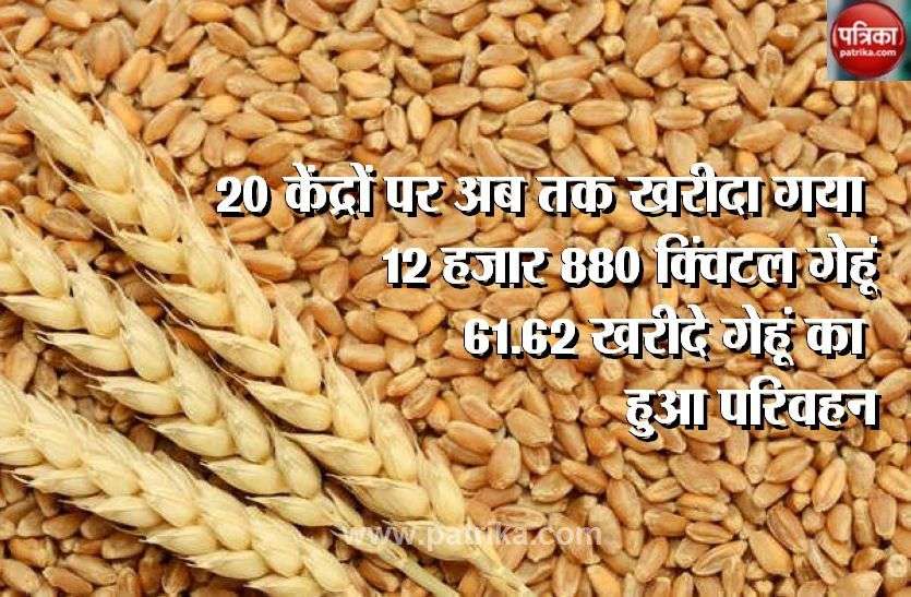 12 thousand 880 quintal wheat purchased at 20 centers 20 केंद्रों पर अब तक खरीदा गया 12 हजार 880 क्विंटल गेहूं