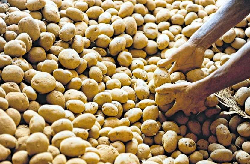 आलू का उत्पादन बढ़ा, दाम घटे, संकट में उत्पादक आलू का उत्पादन बढ़ा, दाम घटे, संकट में उत्पादक