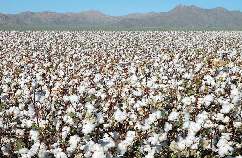 Cotton: कपास की खेती खेती-किसानी: किसानों की आय बढ़ाने के लिए विश्व बैंक की पहल