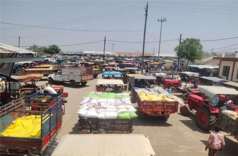 Inward arrival of eight thousand quintals in the market मंडी में आठ हजार क्विंटल हुई आवक, परिसर में नहीं बची थी जगह