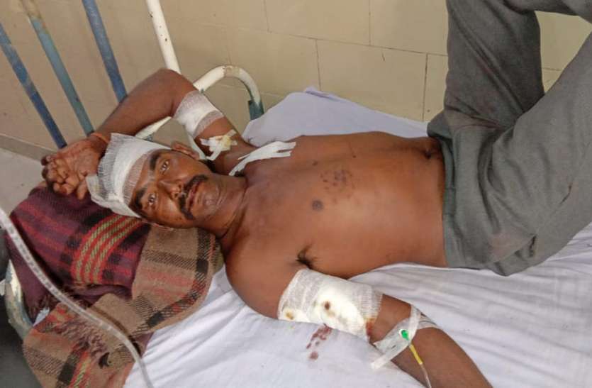 Tiger attacked on the watchman, companions saved चौकीदार पर बाघ ने किया हमला, साथियो ने डंडे से पीटकर मौत के मुह से छुड़ाया